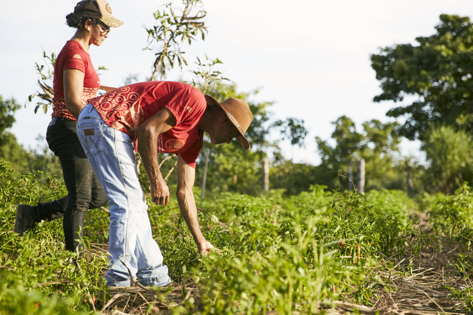 Agricultora e agricultor de chapéu cuidando da lavoura no Cerrado