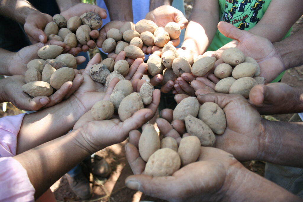 Muitas mãos juntas segurando castanhas de baru recém-colhidas