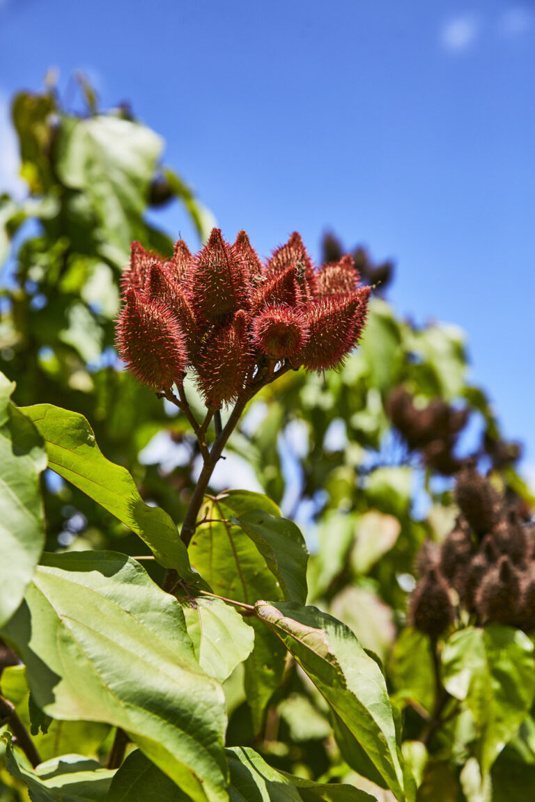 Cacho de urucum vermelho contra o céu azul